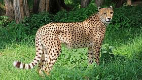 Madhya Pradesh: Now, Cheetah Gamini Escapes Kuno National Park, Spotted ...