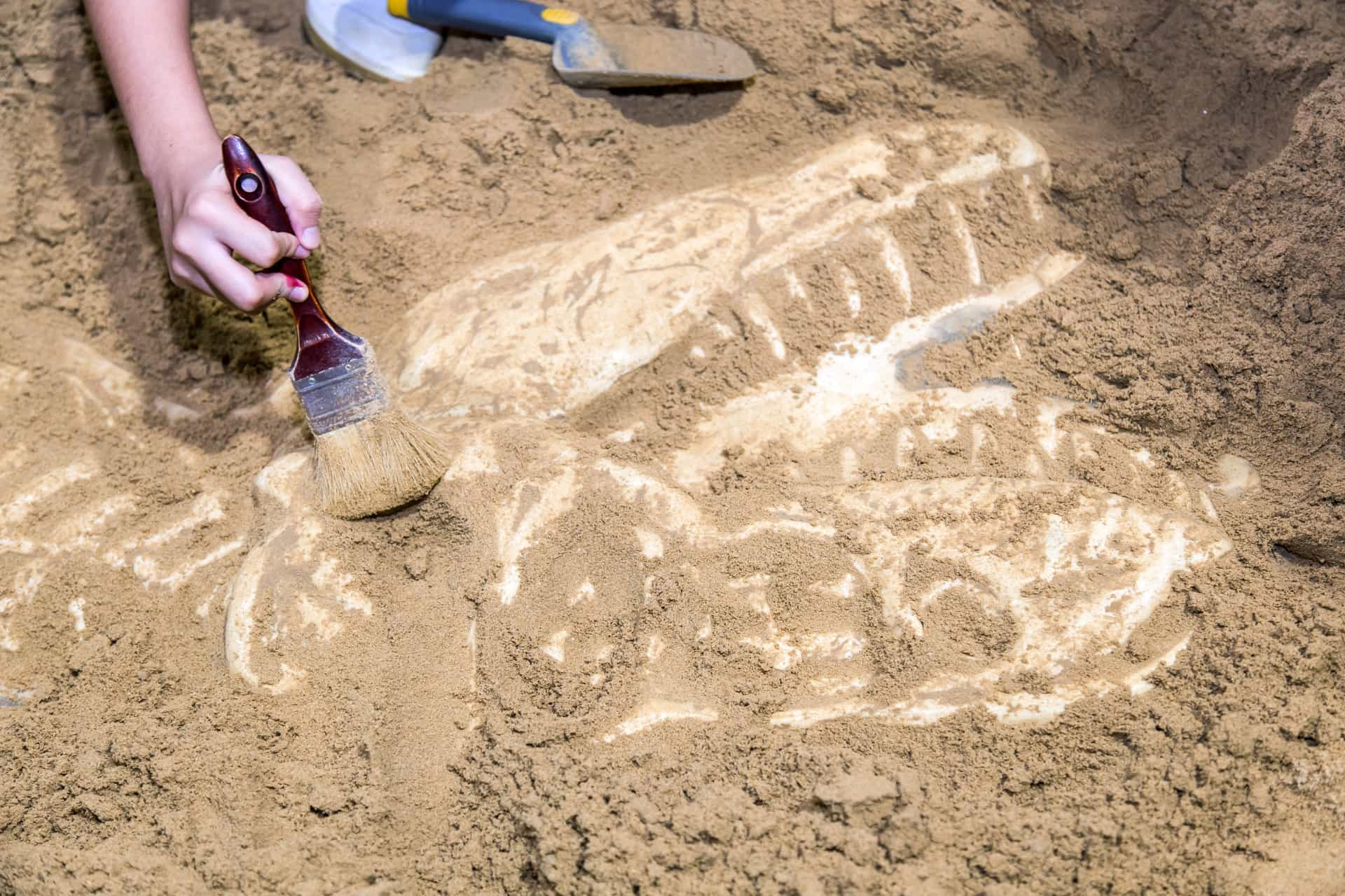 Bone dig. День археолога. День археолога для детей. День археолога открытки. День археолога средняя группа.