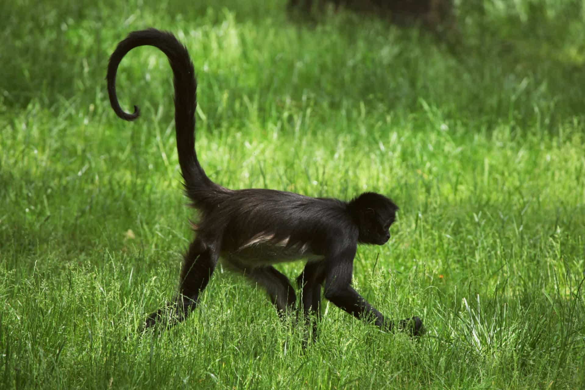 Wildlife with the longest tails