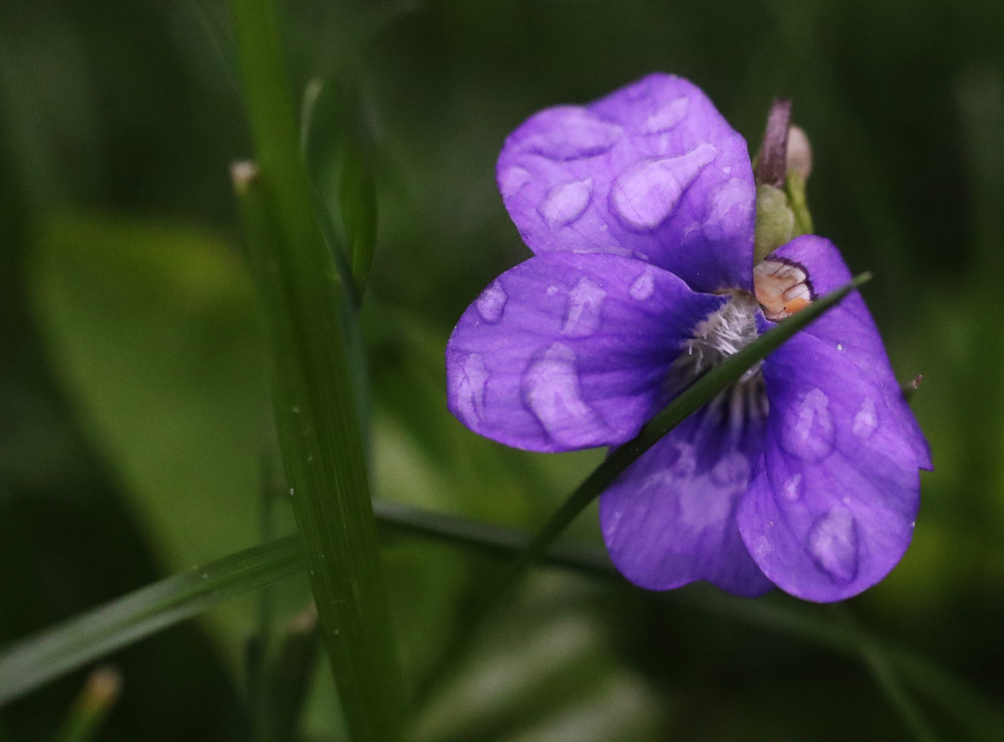 guide-to-flower-tattoos-meaning-design-ideas-placements-lavender