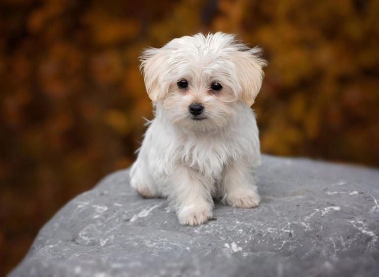 Top Office Dogs Here are the 13 adorable dog breeds that make great