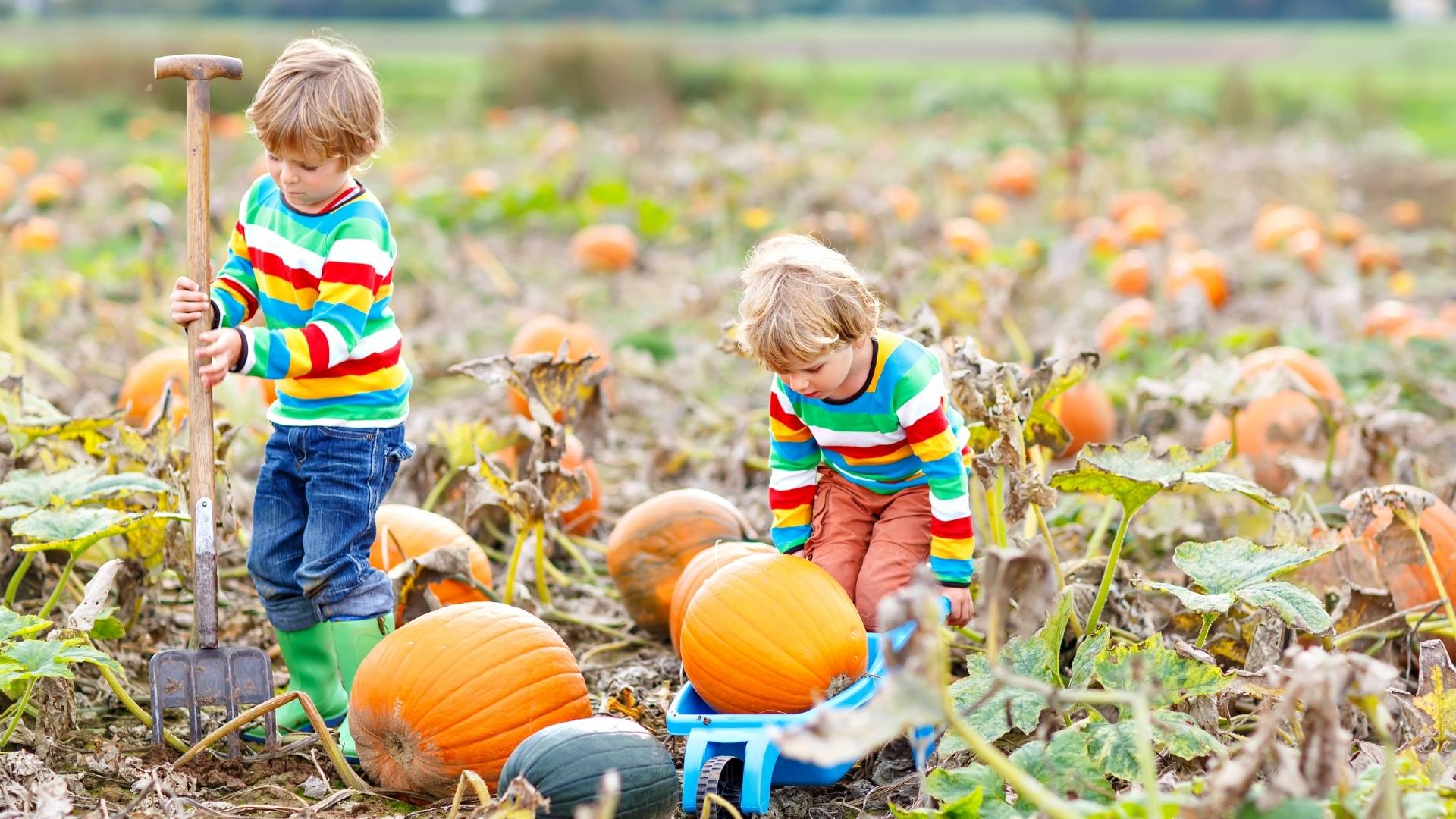14 Fabulous Pumpkin Patches in the Bay Area