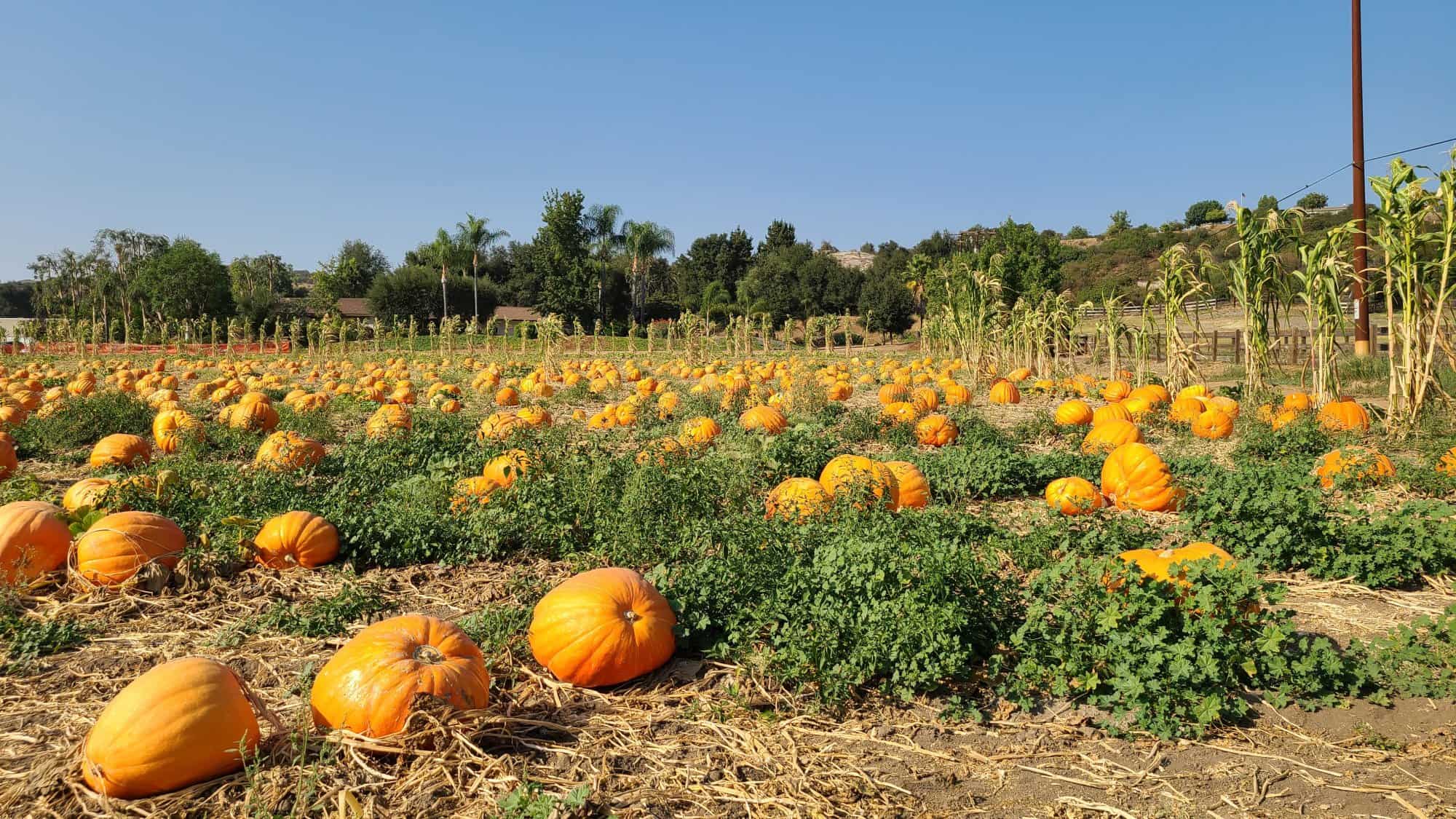 12 Best Pumpkin Patches in San Diego
