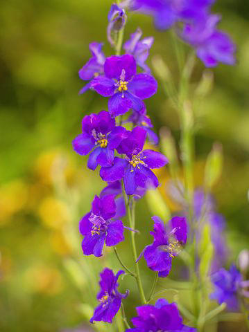 11 Best Purple Flowering Plants to Add to Your Garden