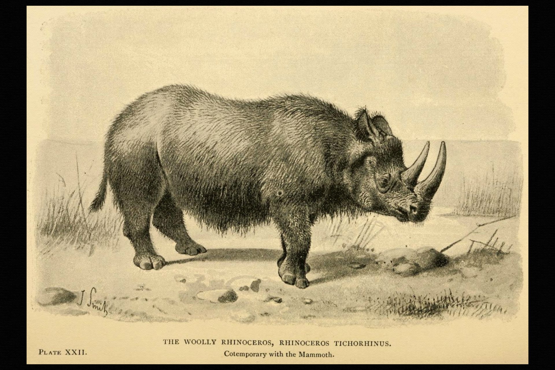 Додо шерстистый носорог
