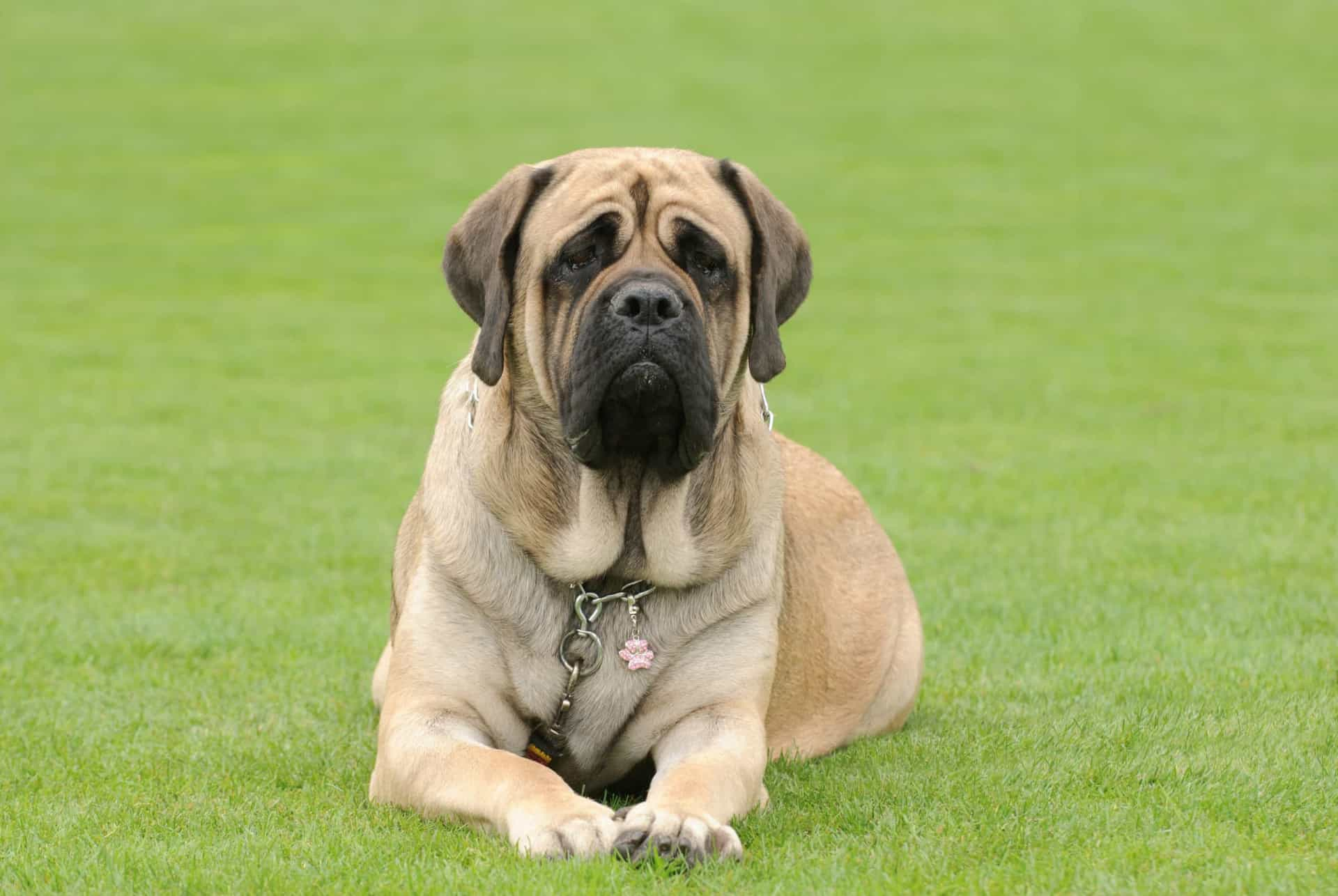 The 30 Most Popular Dog Breeds In The World