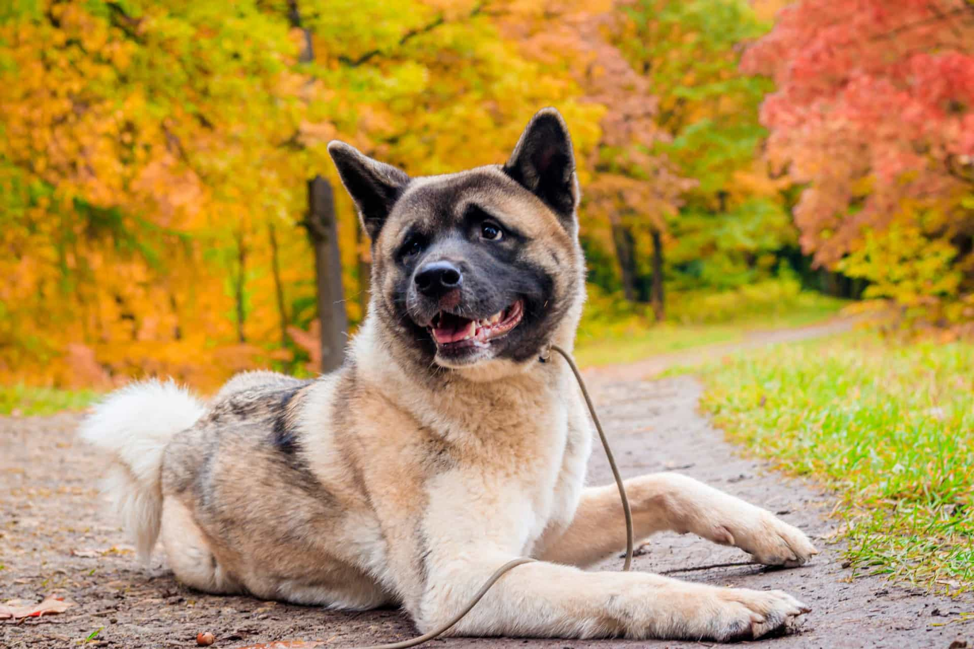 The 30 most popular dog breeds in the world