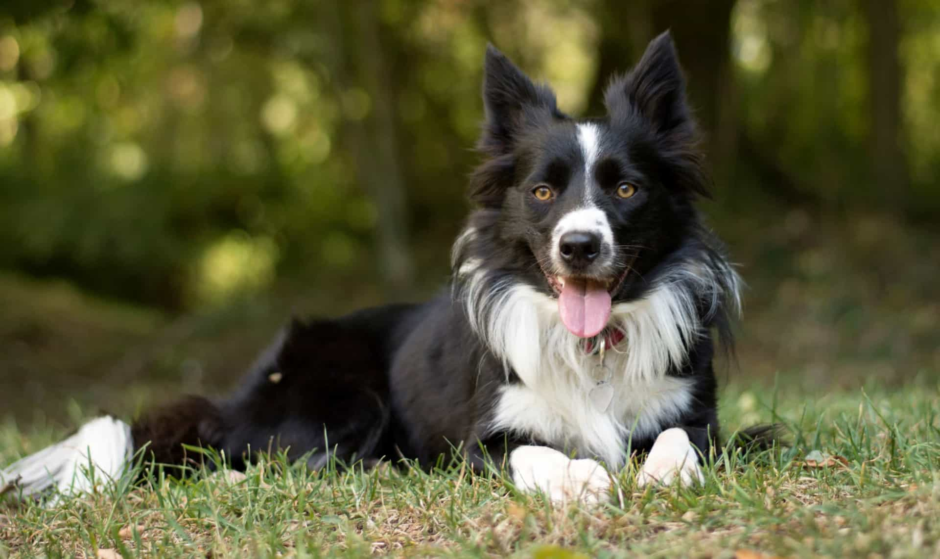 The 30 most popular dog breeds in the world