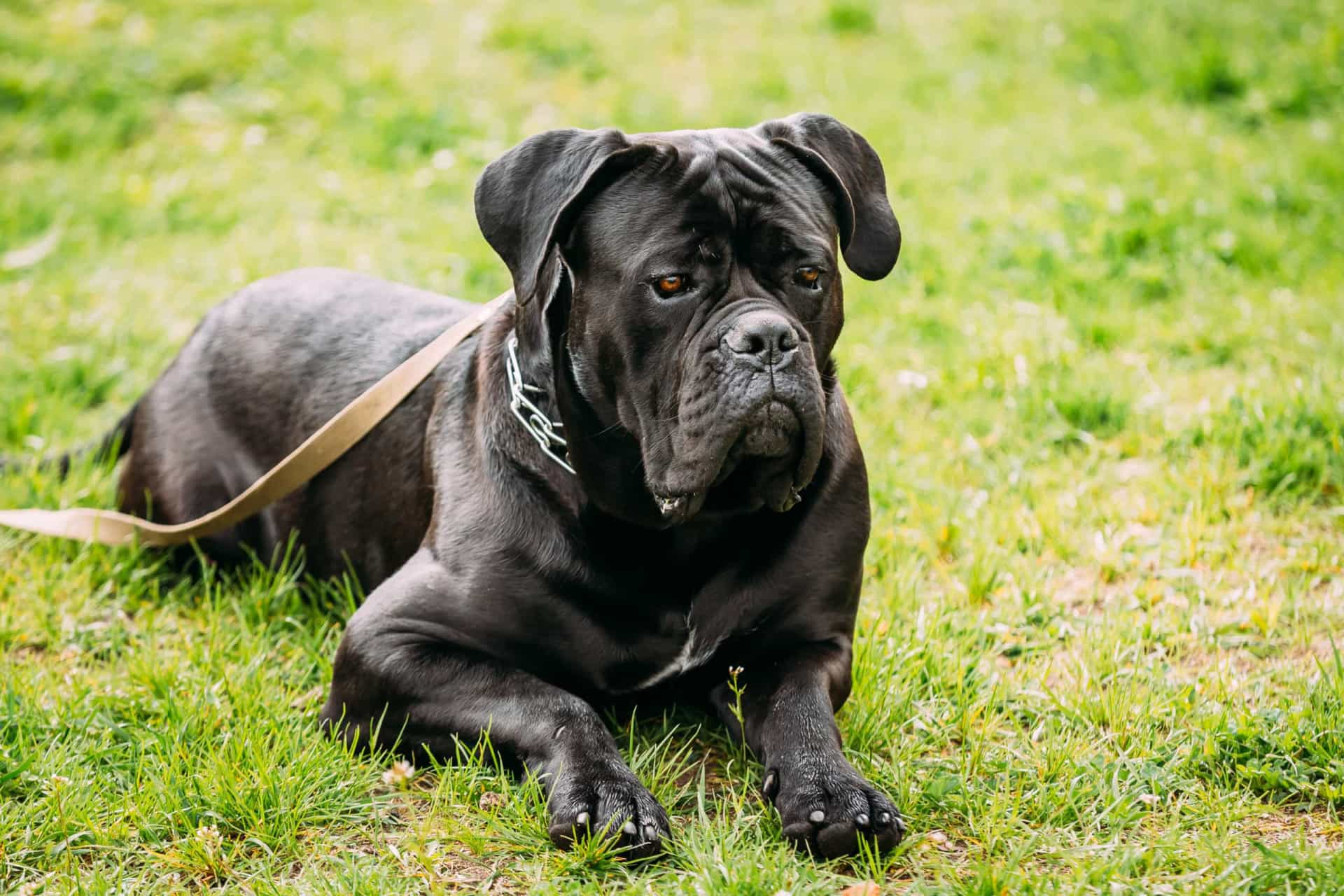 The 30 Most Popular Dog Breeds In The World