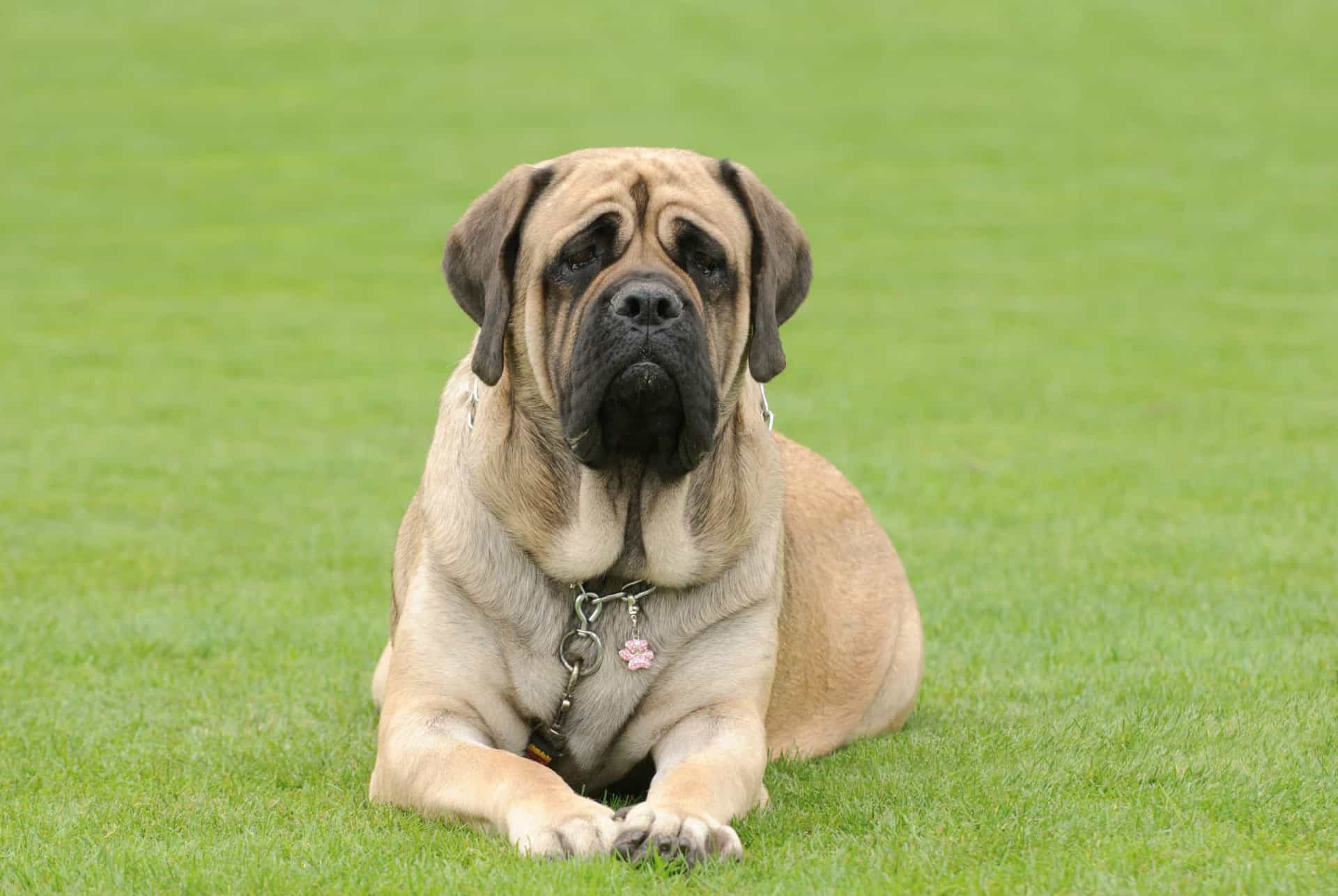 The 30 most popular dog breeds in the world