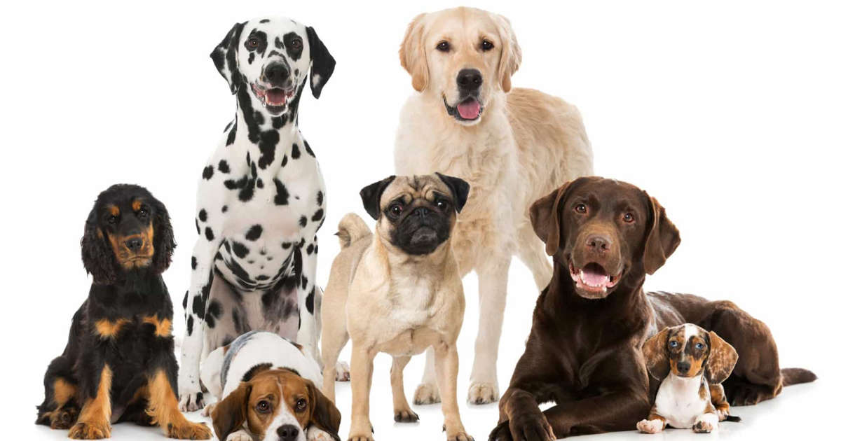 Choosing the Best Dog Breed for Your Lifestyle 