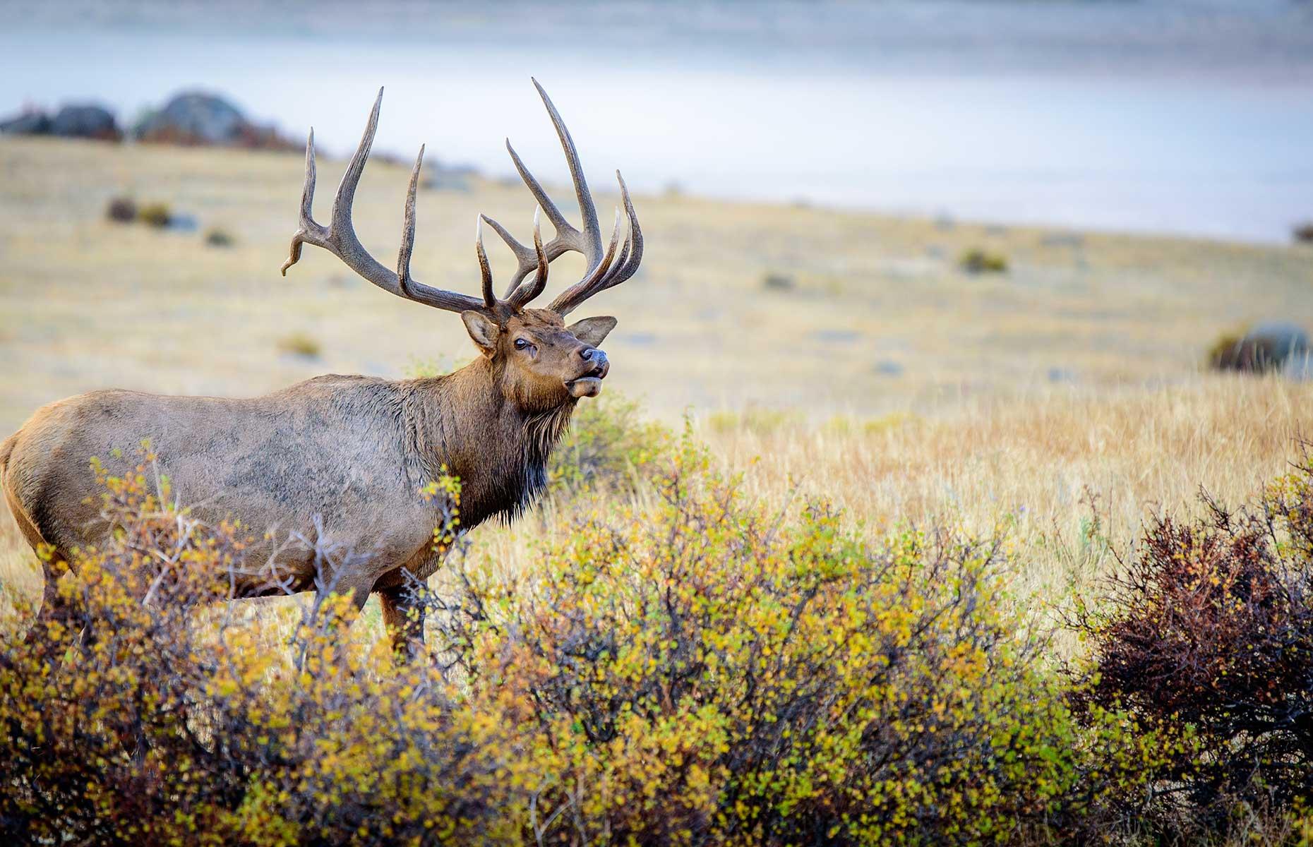 <p>One badly behaved photographer got too close to a bull elk, which already sounds terrifying enough, but he made the mistake during mating season – when the creatures are (understandably) more territorial. <a href="https://petapixel.com/2022/10/14/bull-elk-charges-at-photographer-in-colorado-park-during-mating-season/">The photographer narrowly avoided being hit</a> as the elk charged at him in Estes Park, Colorado, at the base of the Rocky Mountains. One witness said he had made noises to try and get a response from the elk. The US National Park Service warns visitors to keep a comfortable distance from the wild animals.</p>  <p><a href="https://www.loveexploring.com/gallerylist/116491/what-your-favourite-destinations-looked-like-before-tourism"><strong>Now see what your favorite destinations looked like before tourism</strong></a></p>