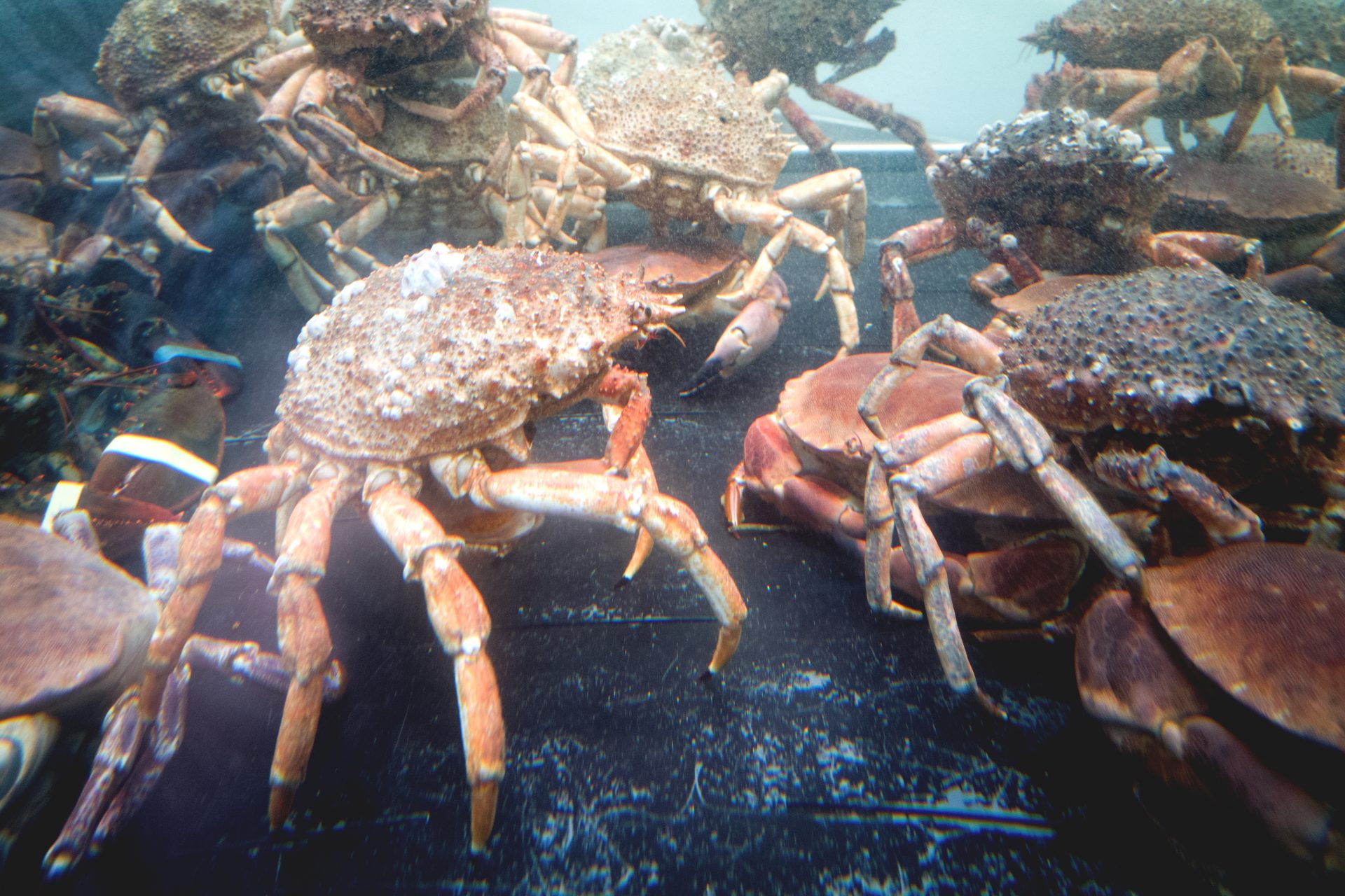 Billions Of Snow Crabs Have Disappeared From Alaska’s Waters, What ...