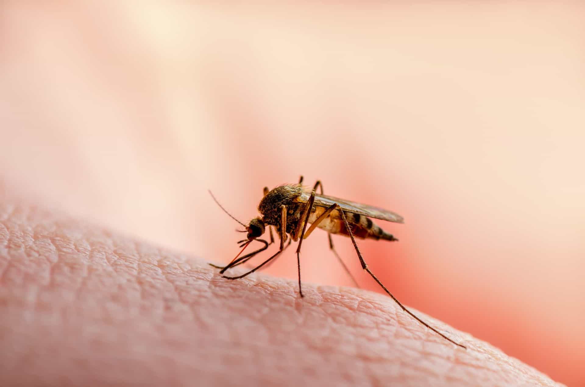 <p>You can get malaria when an infected mosquito bites you. Luckily, if you have blood type O, it's harder for the parasite to attach to the cells.</p><p><a href="https://www.msn.com/en-us/community/channel/vid-7xx8mnucu55yw63we9va2gwr7uihbxwc68fxqp25x6tg4ftibpra?cvid=94631541bc0f4f89bfd59158d696ad7e">Follow us and access great exclusive content everyday</a></p>