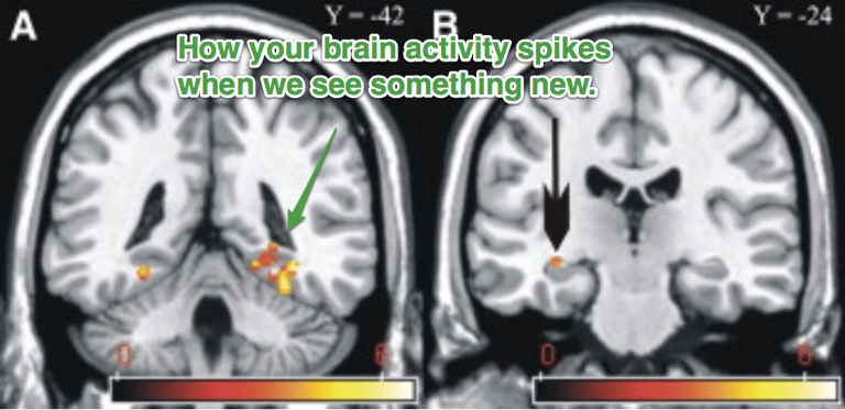 大脑会对新刺激做出反应