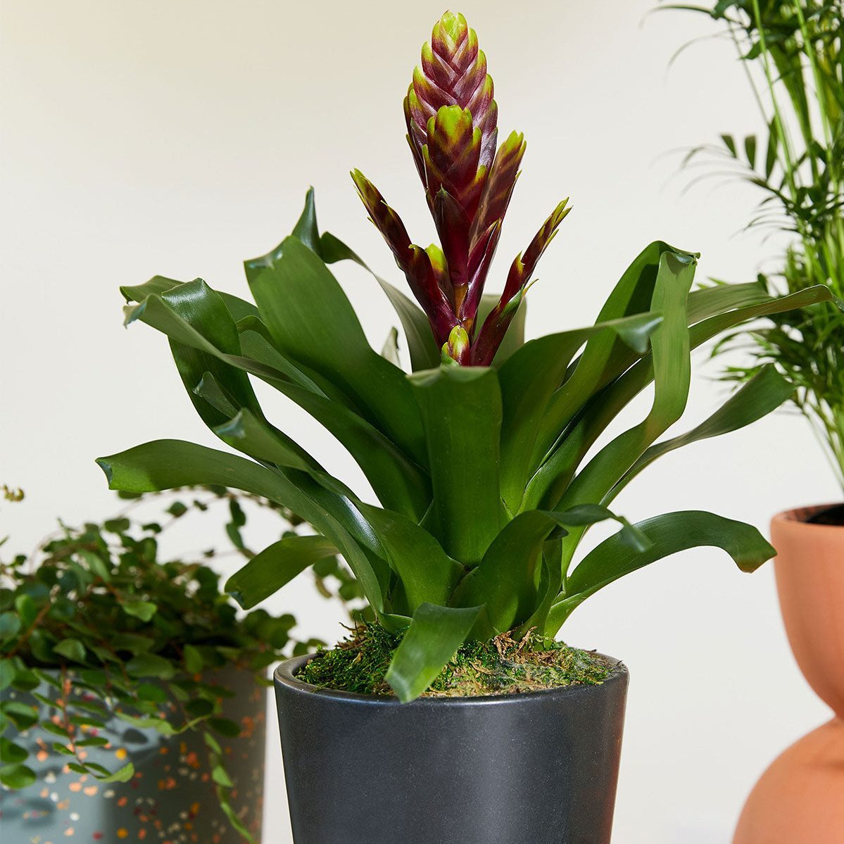 20 Low-Maintenance Houseplants Anyone Can Grow