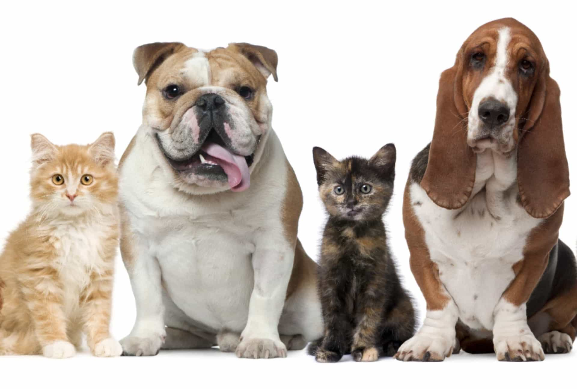 Is your pet diabetic? Here's what to do