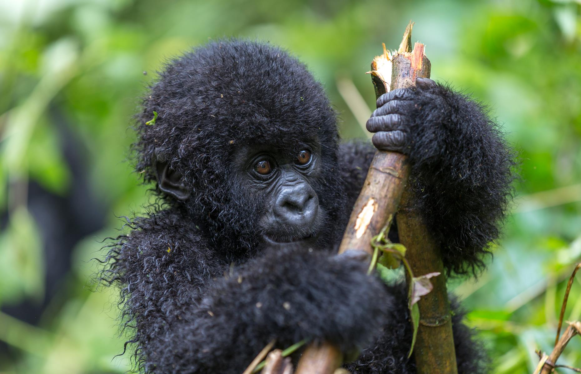 <p>DRC is one of only three countries in the world where you can see mountain gorillas in the wild. But in 2018, the Virunga National Park made the decision to close its doors to tourists after several of its rangers were brutally murdered by militiamen and poachers. Despite the ongoing threat of violence, many rangers continue to risk their lives to protect the gorillas. Although Virunga has since reopened, <a href="https://travel.state.gov/content/travel/en/traveladvisories/traveladvisories/democratic-republic-of-the-congo-travel-advisory.html#:~:text=Democratic%20Republic%20of%20the%20Congo%20%2D%20Level%203%3A%20Reconsider%20Travel&text=Last%20Update%3A%20Reissued%20with%20updates,Some%20areas%20have%20increased%20risk.">current US Department of State advice is to reconsider travel to the DRC</a>.</p>