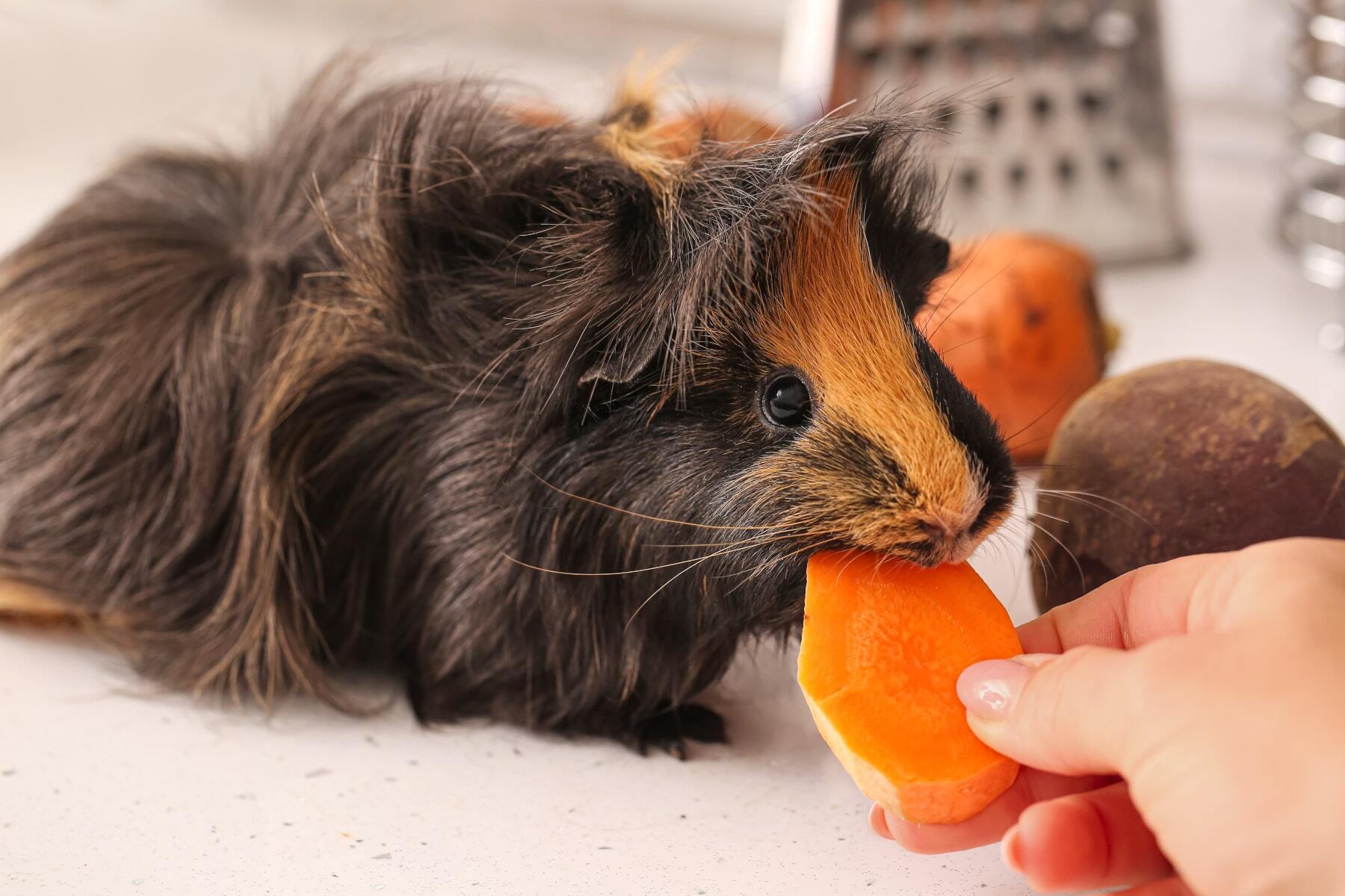 20 crazy facts about guinea pigs