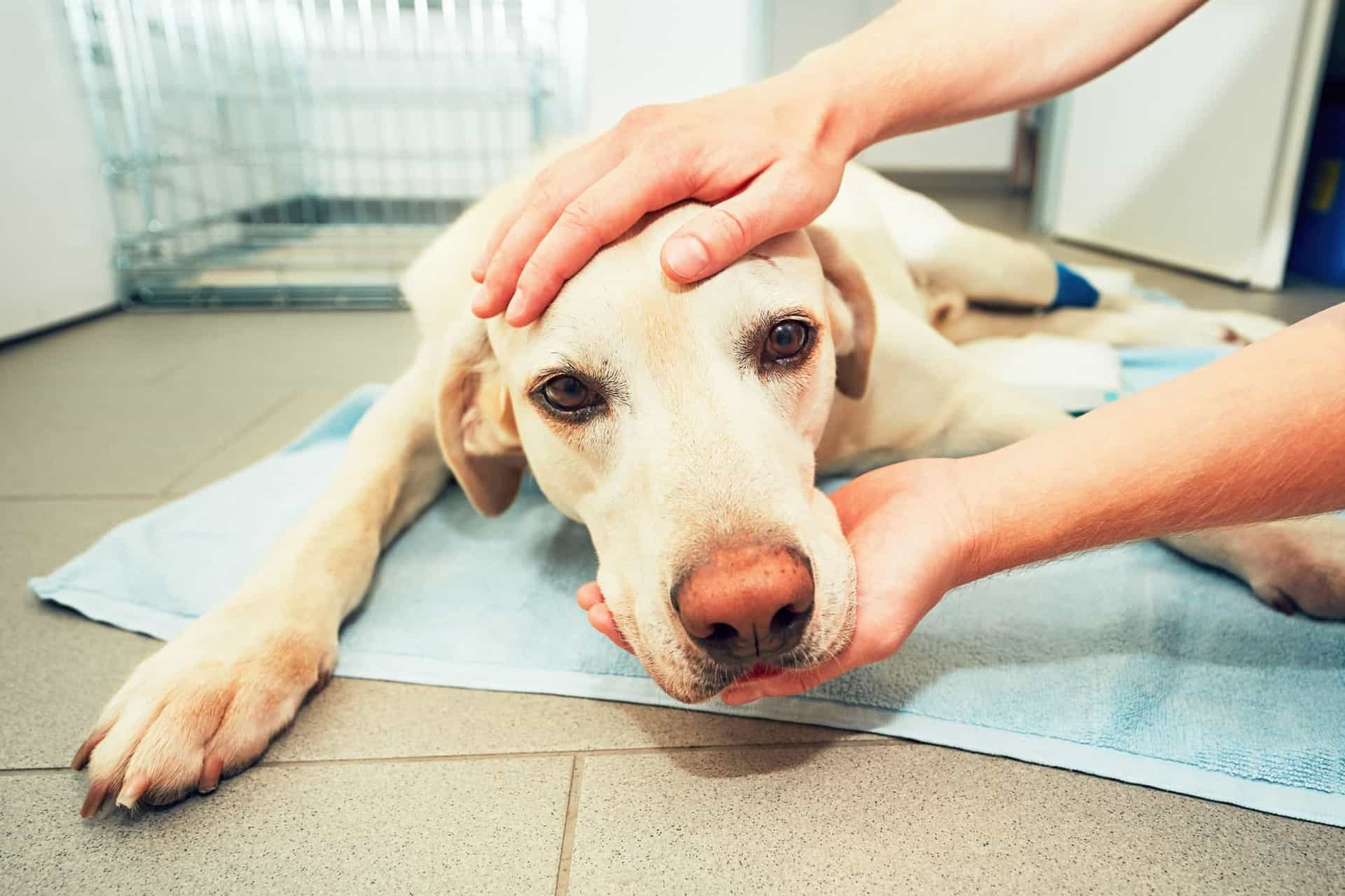 What you need to know (and do) when your pet has cancer