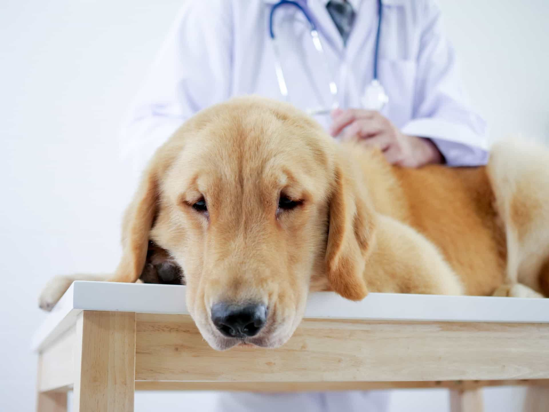 What you need to know (and do) when your pet has cancer