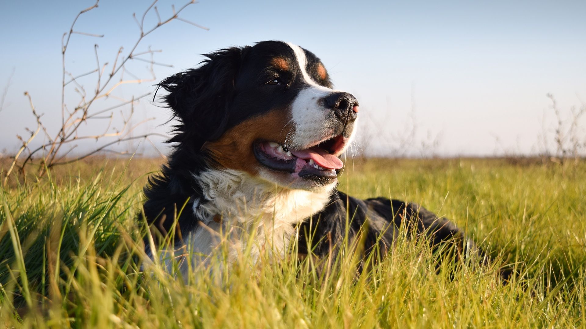 <p>                     Calm, good-natured and blessed with a kind and eager-to-please temperament, the Bernese Mountain Dog is imposing in size but not threatening. They make excellent watchdogs and it’s usually only when someone they don’t know enters their property that they’ll be prone to barking.                    </p>