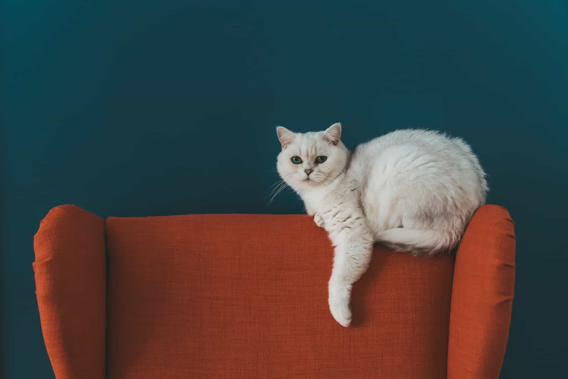 у кота белый стул