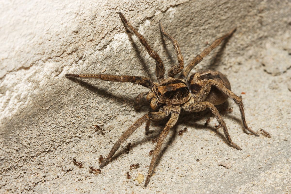 These Are the 10 Most Common House Spiders to Look Out For