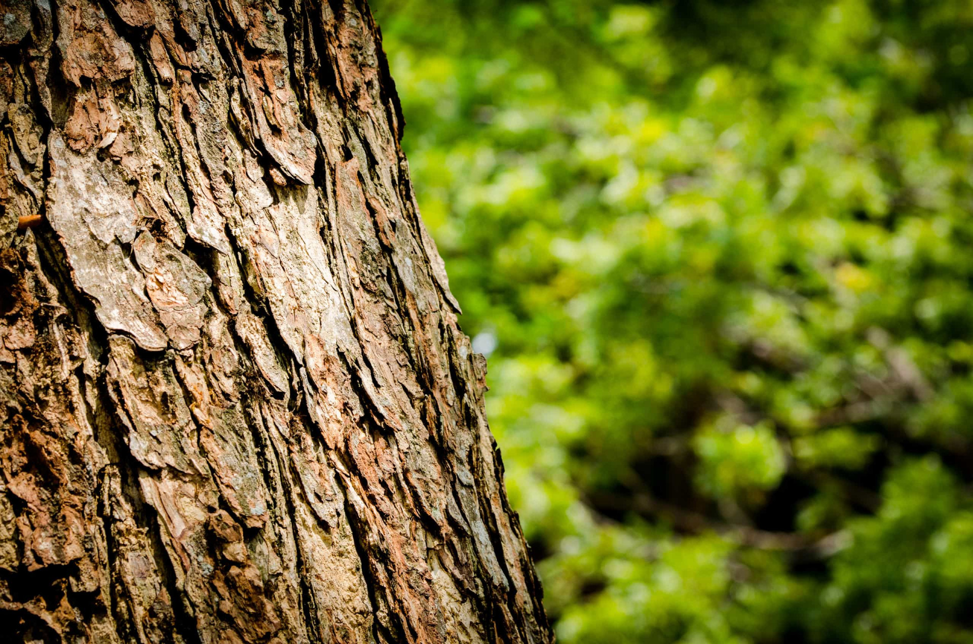 The incredible versatility of tree bark