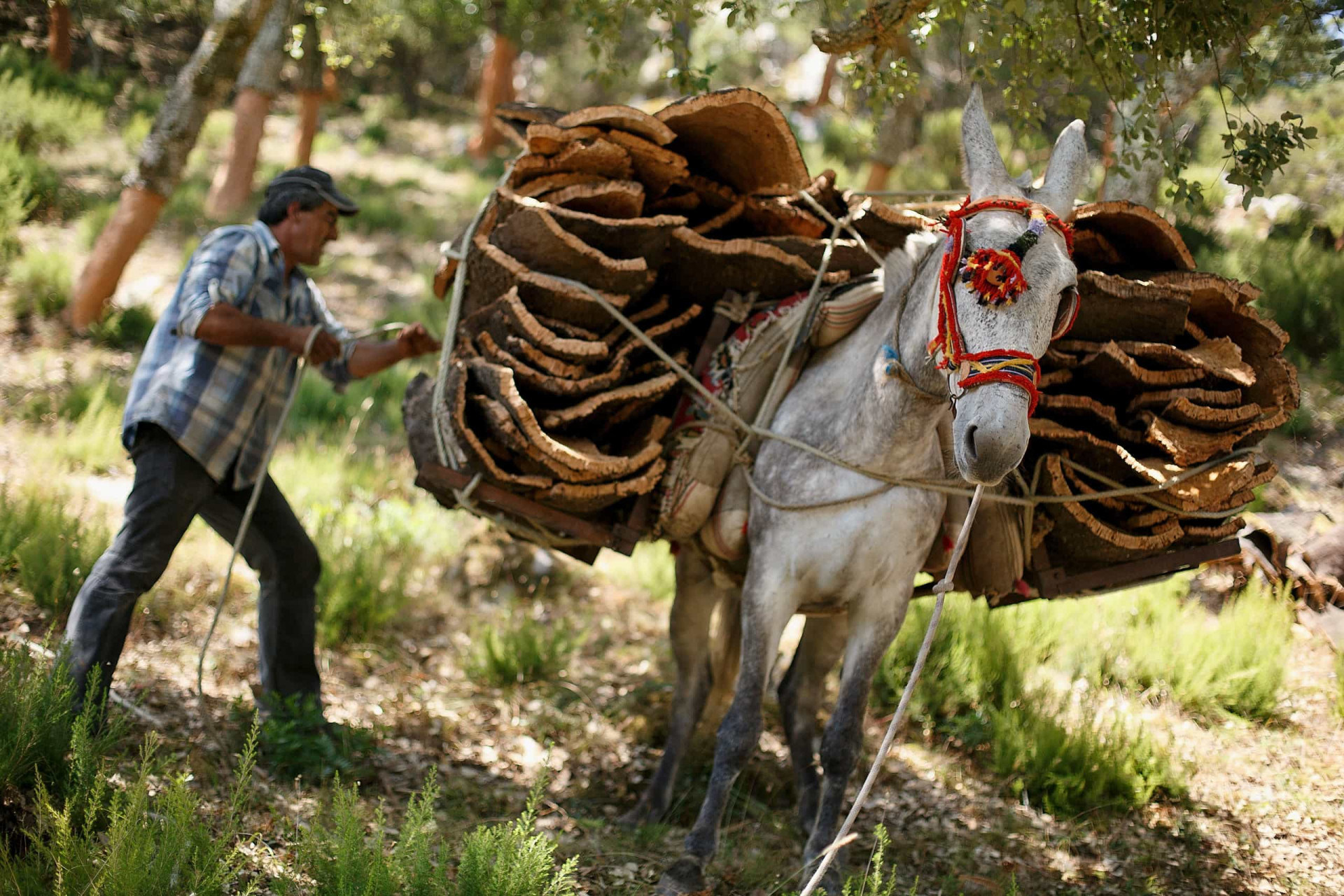 The incredible versatility of tree bark