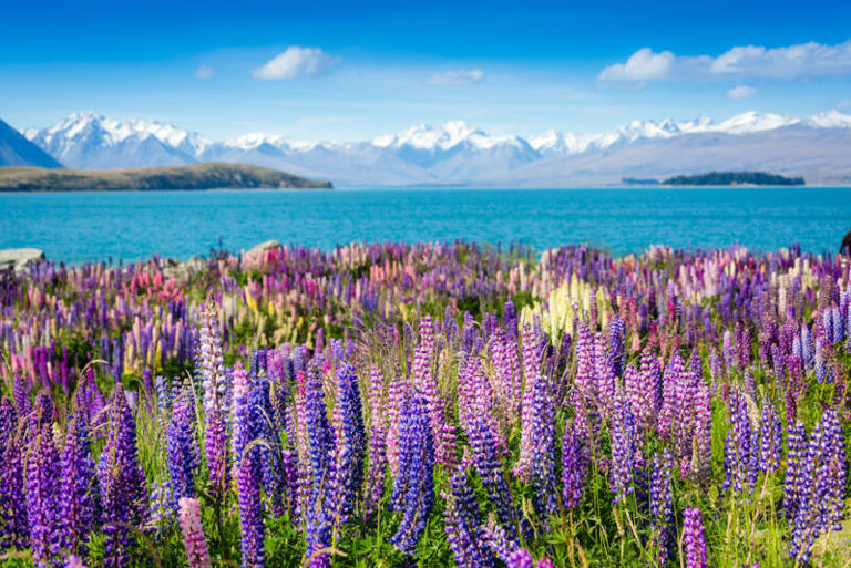 10 Important New Zealand Travel Tips to Know Before You Go