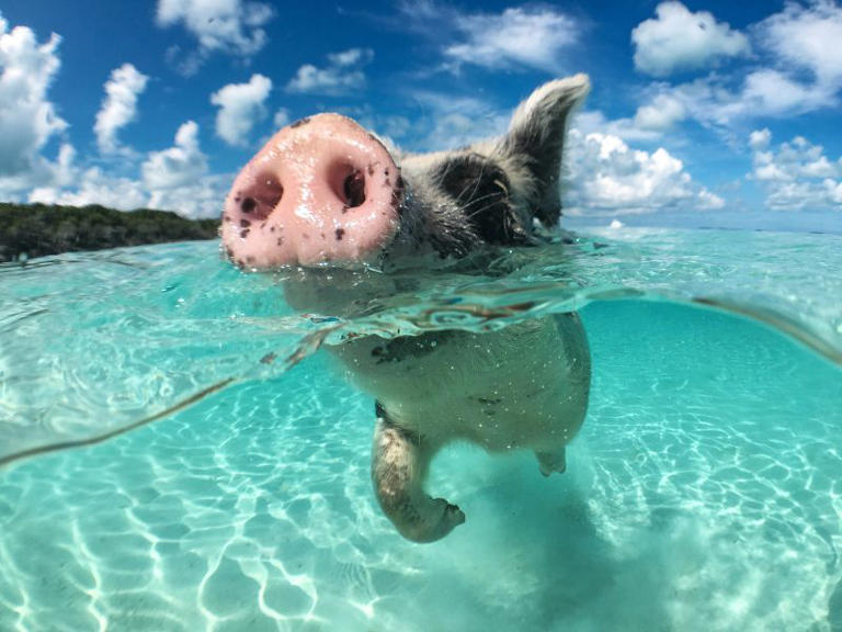 If you’re looking for a fantastic day trip from Nassau, look no further than Rose Island Bahamas. This small, private island is home to some of the most unique inhabitants in the Bahamas: swimming pigs! If you want to experience these adorable creatures up close and personal, or just relax in a peaceful paradise, we […]