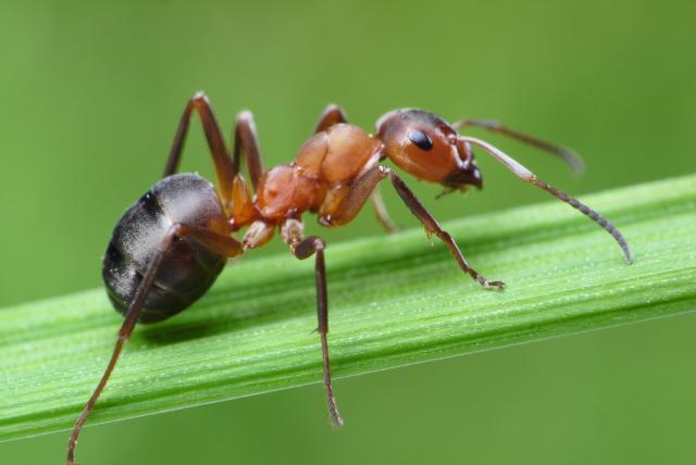 la fórmula infalible para eliminar hormigas de forma natural