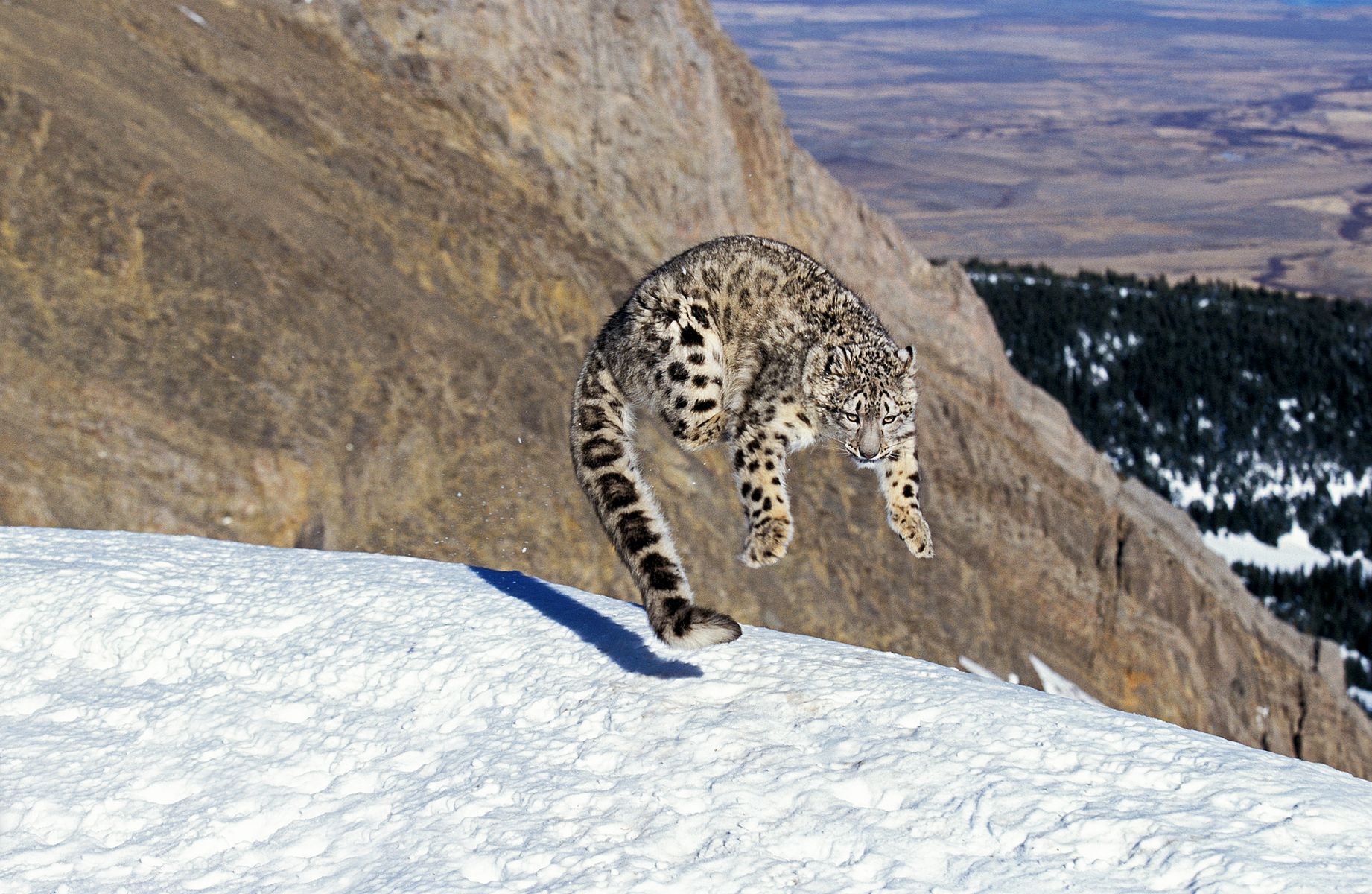 Everything you need to know about the snow leopard