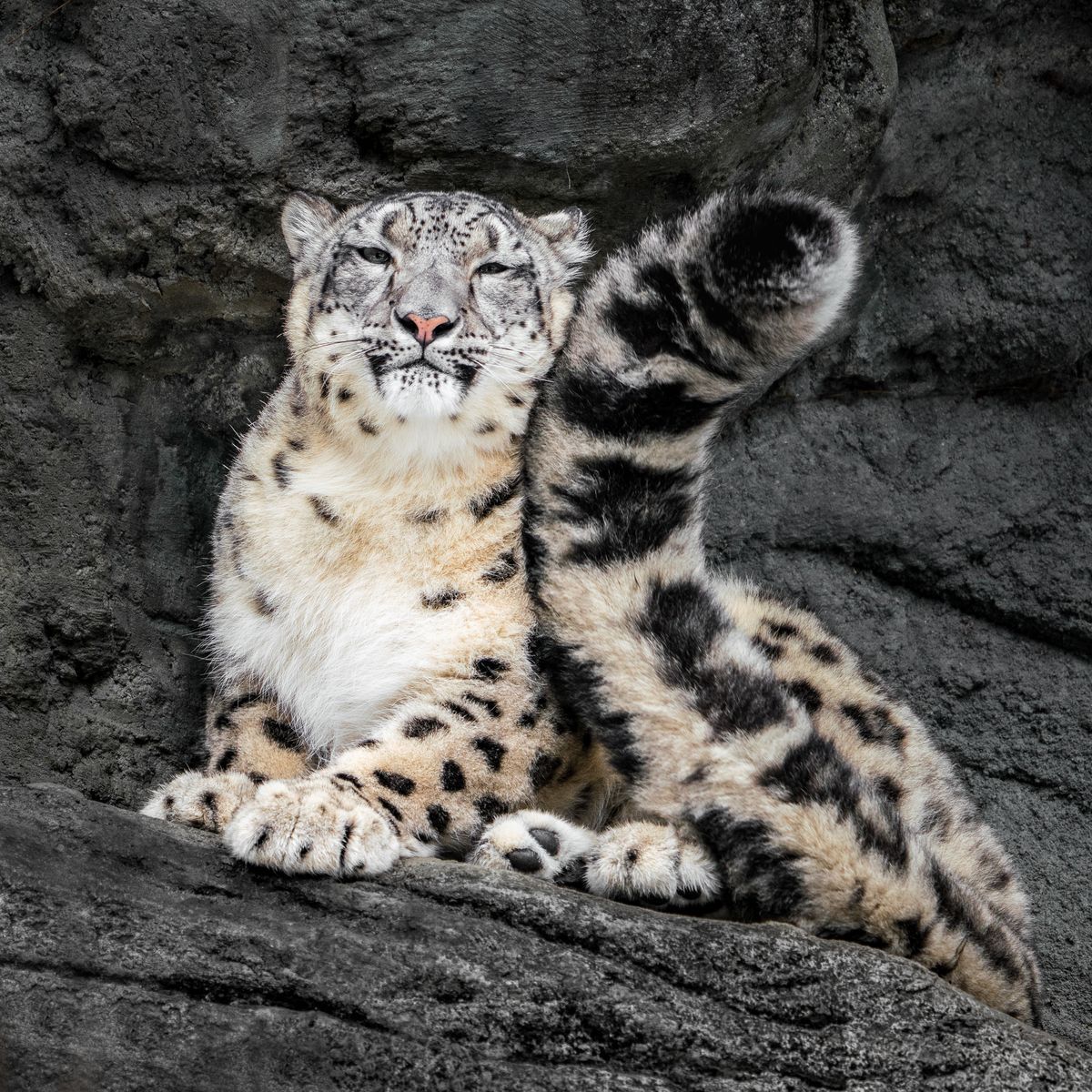 Everything you need to know about the snow leopard