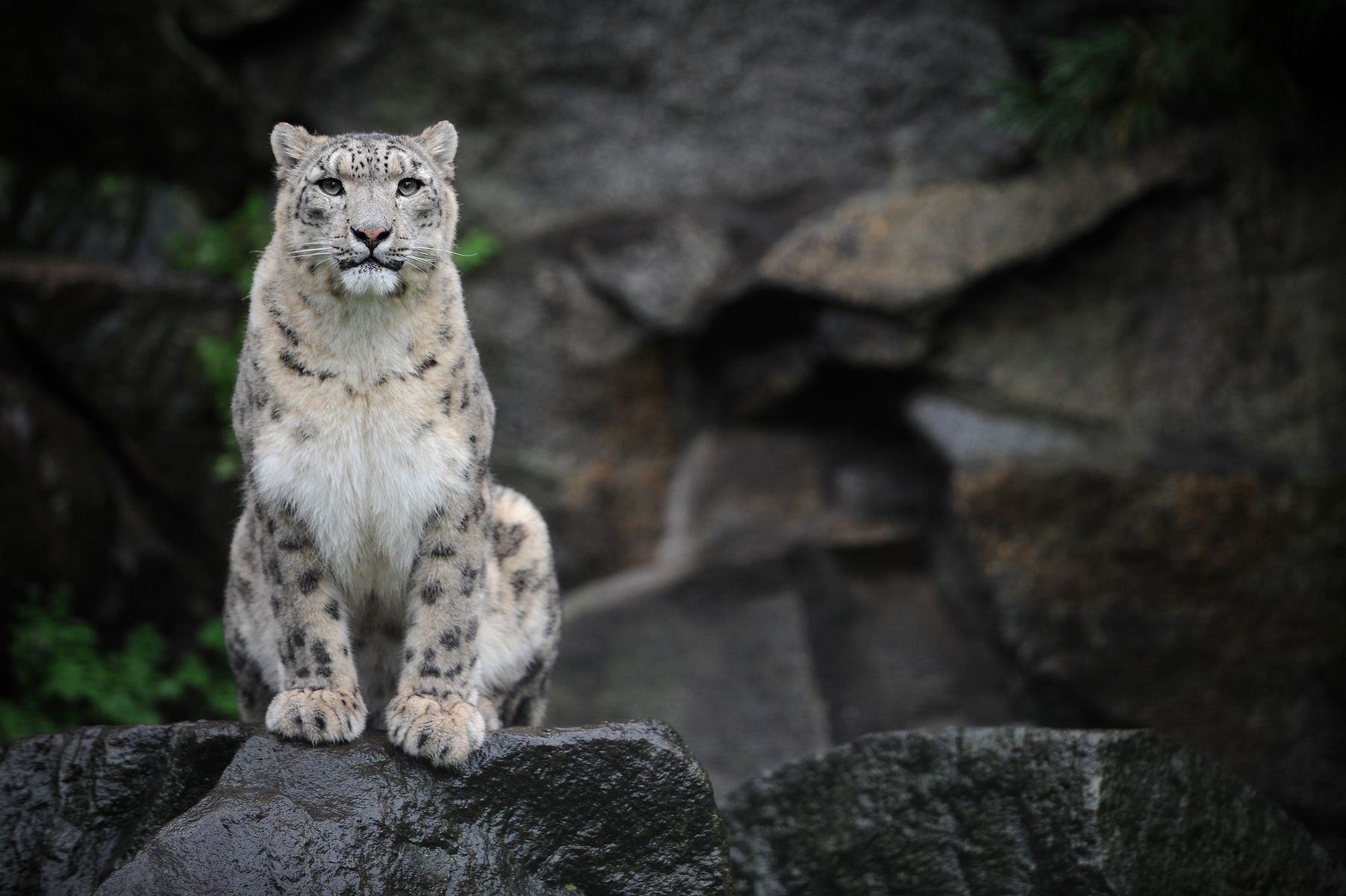 Everything you need to know about the snow leopard