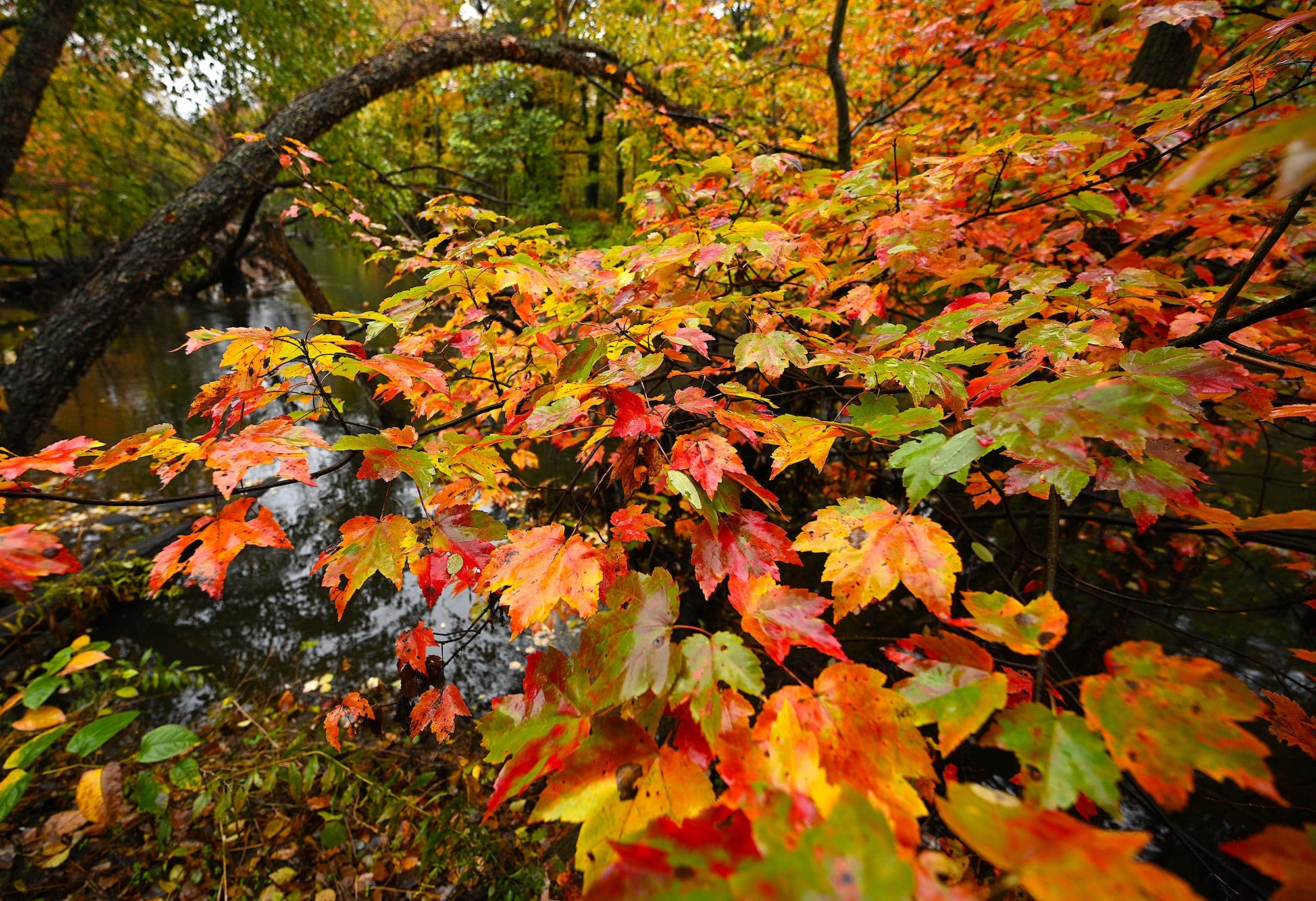what-s-open-and-closed-on-columbus-day-and-indigenous-peoples-day-in