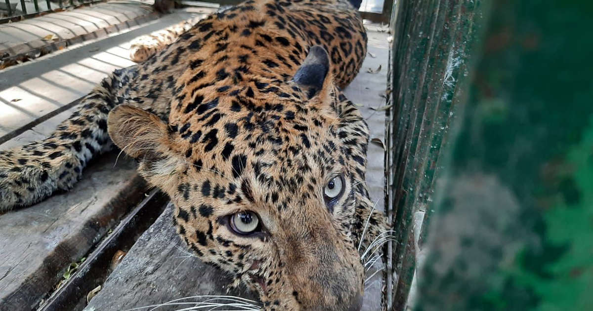 Mumbai: Leopard trapped in Aarey Colony; unconfirmed whether it is same  that killed toddler