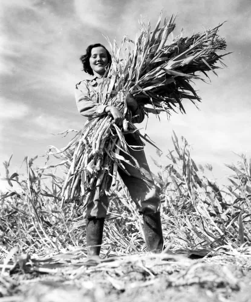 <p>The Australian Women's Land Army was created in 1942 to combat rising labor shortages in the farming sector as the war progressed. Women toiled for long hours often under a hot sun to farm land and harvest crops.</p><p>You may also like:<a href="https://www.starsinsider.com/n/402209?utm_source=msn.com&utm_medium=display&utm_campaign=referral_description&utm_content=517253en-us"> Do you live in one of the world's 50 coolest neighborhoods?</a></p>