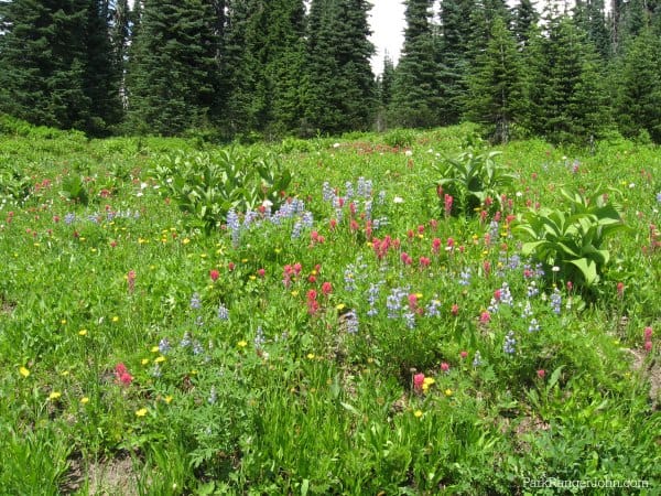 Epic Guide to Paradise Mt Rainier - AA13ssfq.img