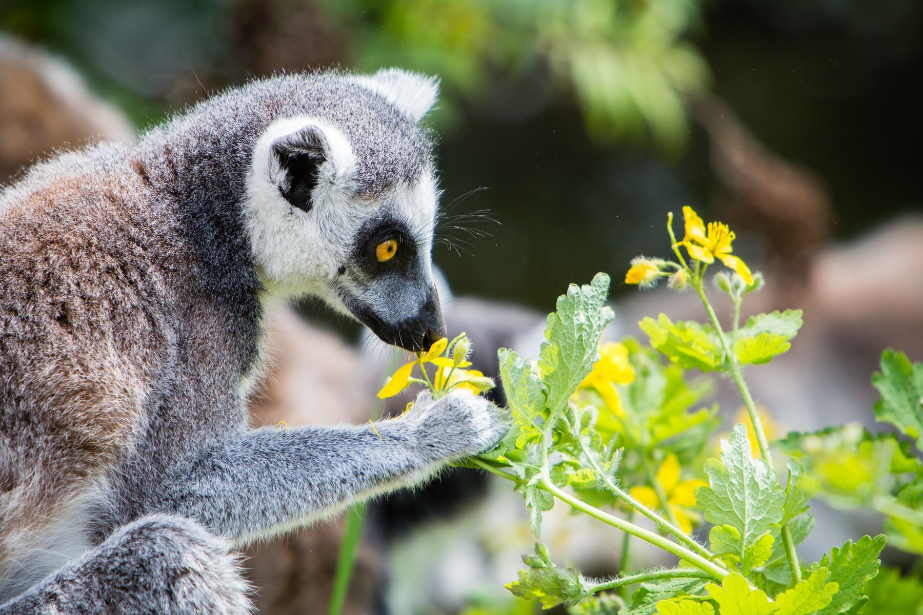 15 facts about the lemurs of Madagascar