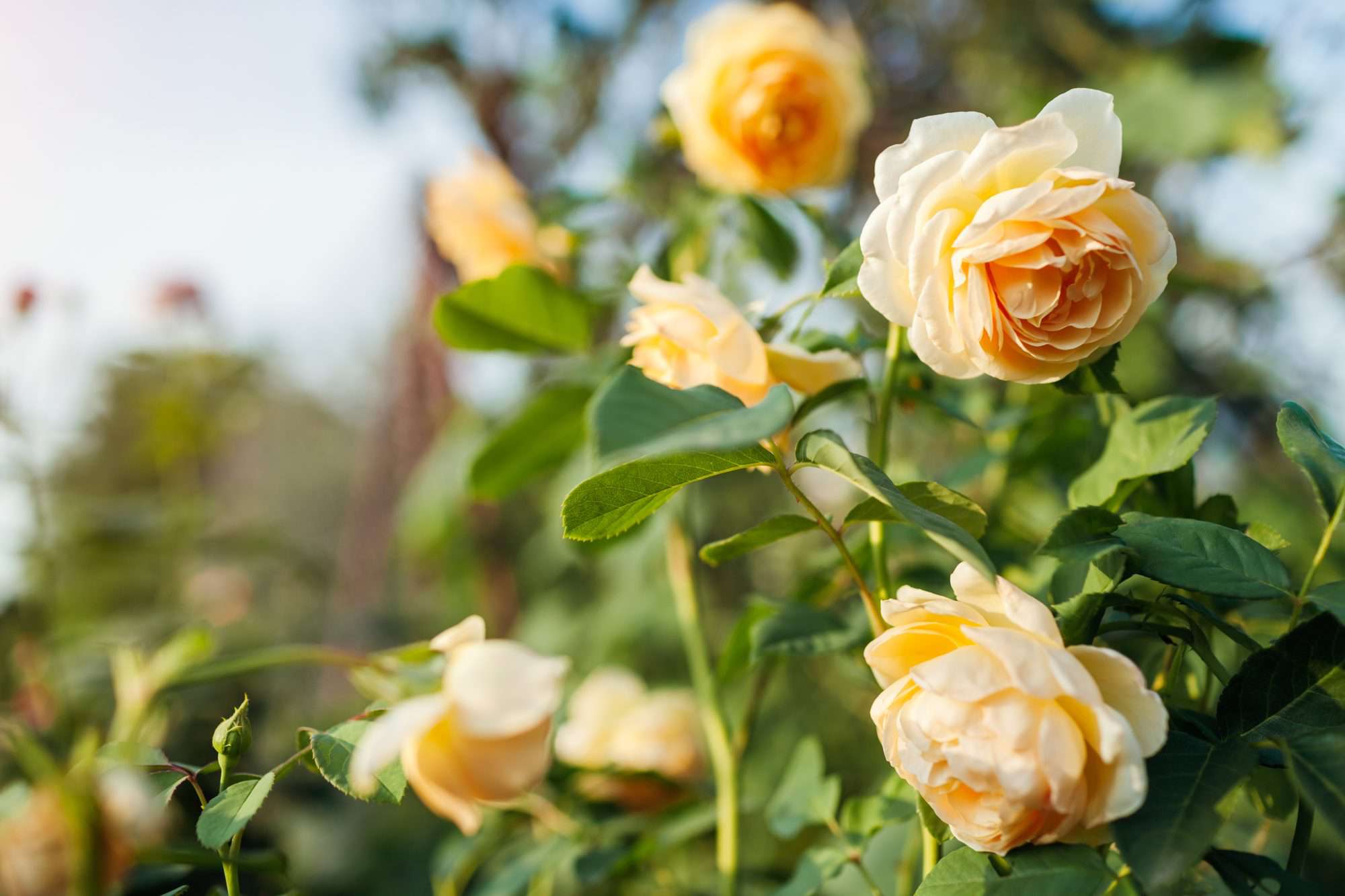 How To Plant A Rose Bush For Beginners