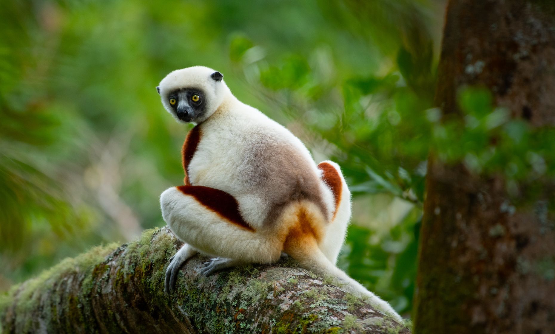 15 facts about the lemurs of Madagascar