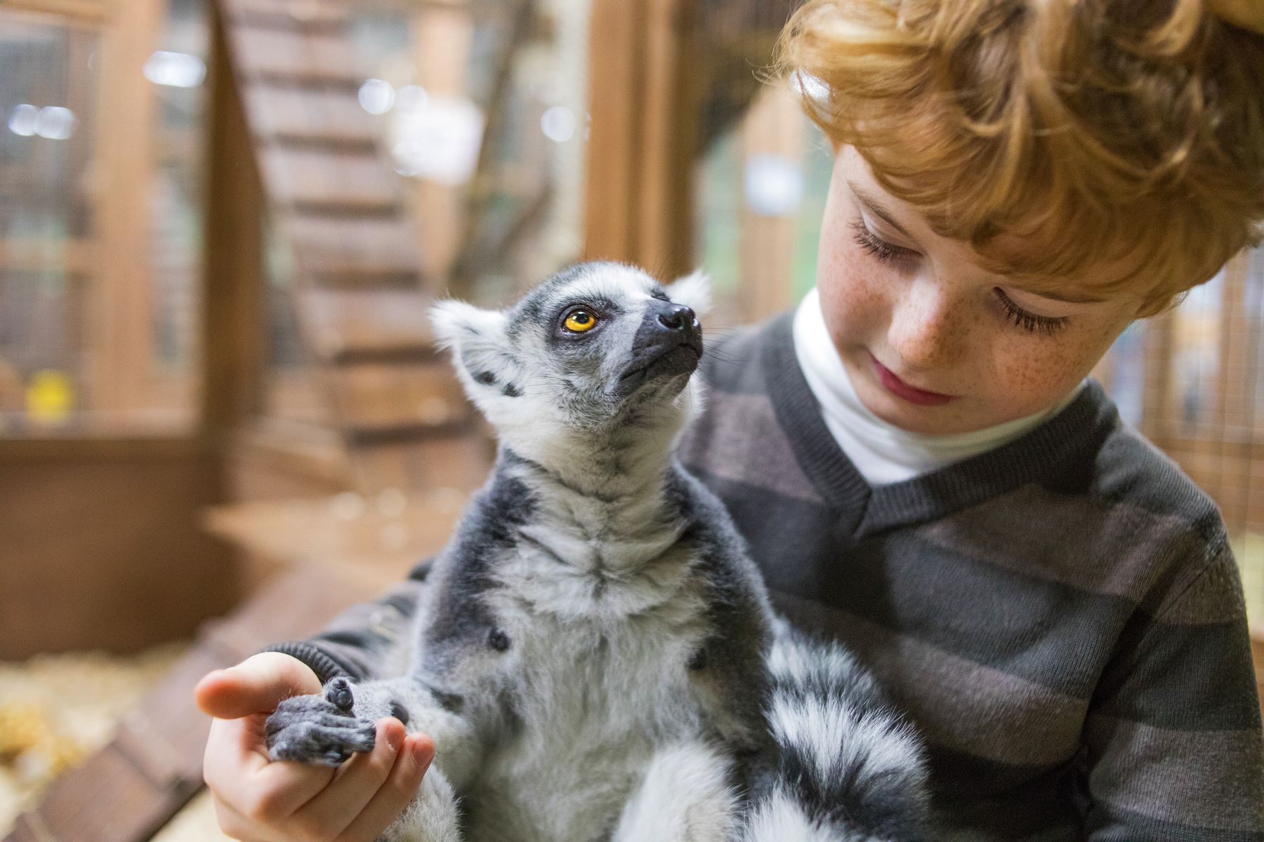 15 facts about the lemurs of Madagascar