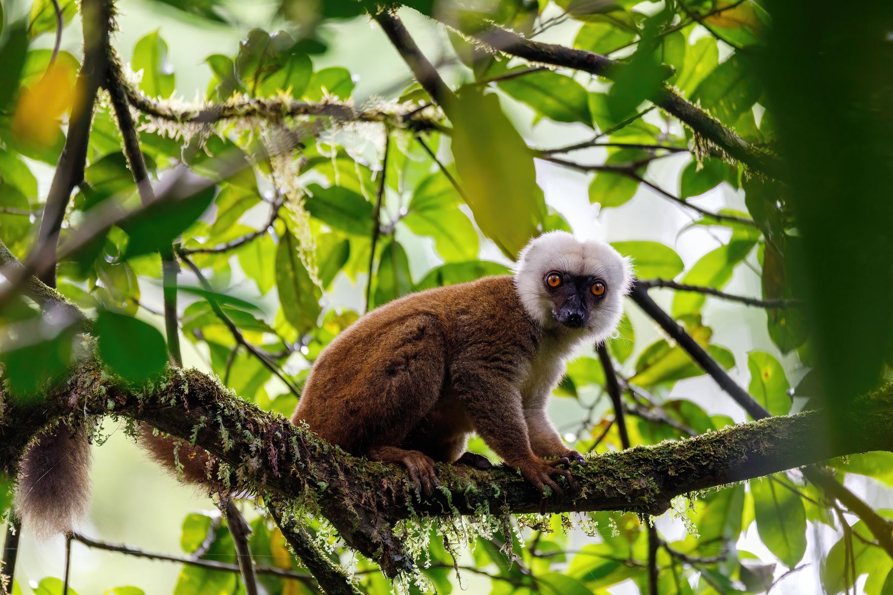 15 facts about the lemurs of Madagascar