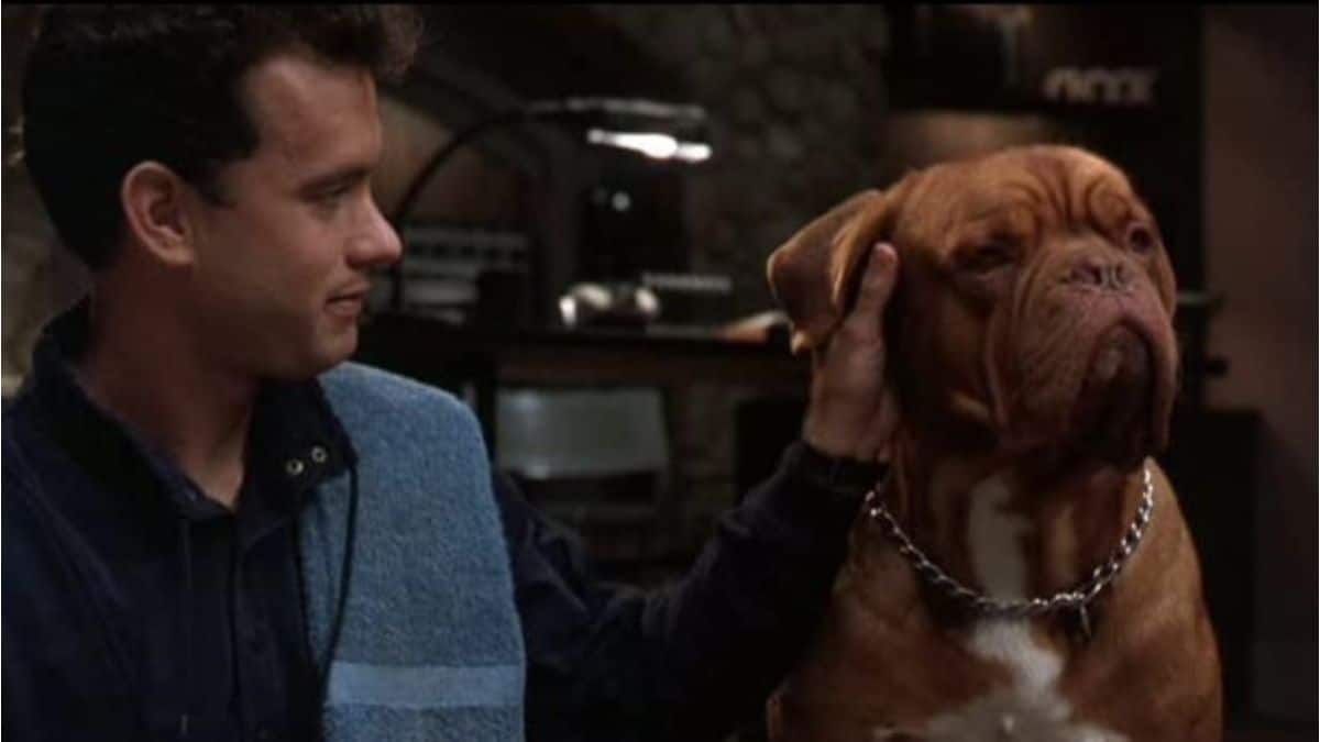 <p><em><span>Turner & Hooch </span></em><span>is a buddy cop comedy following a police investigator, Scott Turner (Tom Hanks), and his canine partner Hooch (Beasley the Dog). After Hooch's owner and Turner's friend Amos (John McIntire) is murdered, Turner reluctantly adopts the pooch, who may help him solve the case. </span></p> <p><span>However, Hooch is a junkyard dog and causes Turner several headaches when destroying his belongings and shaking globs of drool all over his home. Nonetheless, they bond and work together to solve Amos's murder in this film packed with laughs. It co-stars Craig T. Nelson, Mare Winningham, and Reginald VelJohnson. Watch <em>Turner & Hooch </em>on <a href="https://wealthofgeeks.com/disney-plus-streaming-service/">Disney+</a>. </span></p>