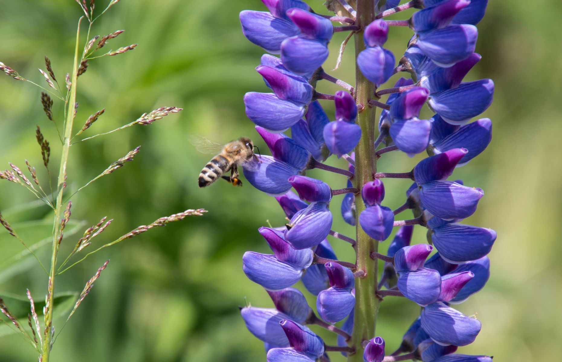 This includes plants that produce flowers with enough <a href="https://www.usgs.gov/faqs/do-bees-feed-both-nectar-and-pollen" rel="noreferrer noopener">nectar and pollen</a> as well as proper foraging <a href="https://www.fs.fed.us/wildflowers/pollinators/Plant_Strategies/visualcues.shtml" rel="noreferrer noopener">morphology</a> to ensure bee subsistence. While the sugar in nectar provides bees with energy (and the ingredients for making honey), pollen provides proteins, lipids, vitamins, and minerals. Find examples of nectar-producing plants <a href="https://www.bhg.com/gardening/design/nature-lovers/nectar-plants-for-pollinators/" rel="noreferrer noopener">here</a>.