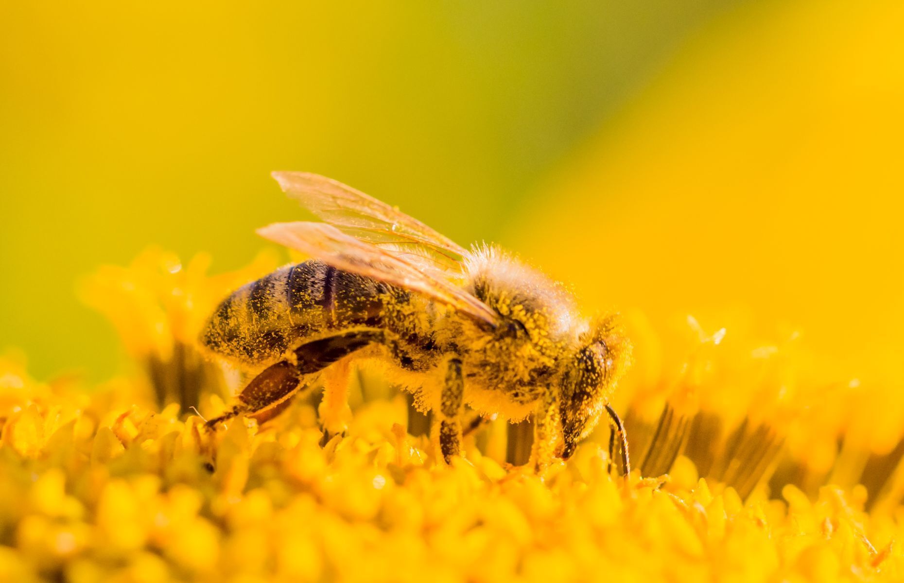 How to help bees
