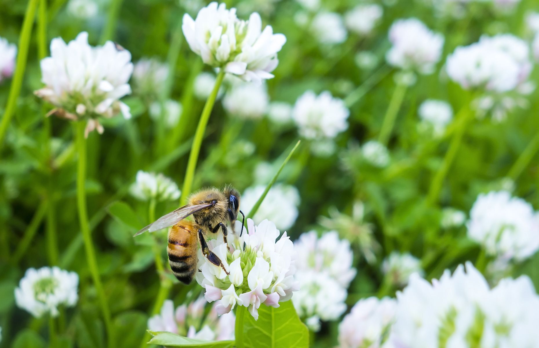 Why bees are essential to humans, and what you can do to help them