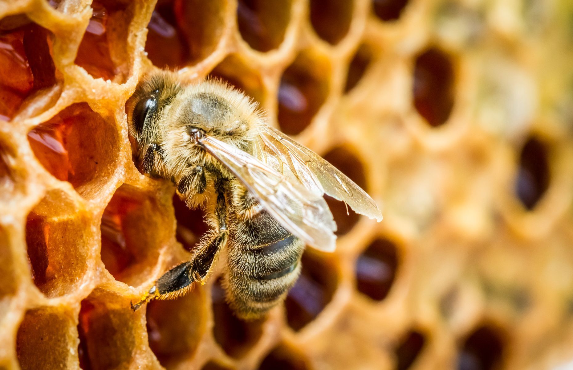All bees contribute to <a href="https://www.theguardian.com/environment/2020/jul/29/bees-food-crops-shortage-study" rel="noreferrer noopener">pollination</a>. Of the nearly <a href="https://www.xerces.org/endangered-species/wild-bees" rel="noreferrer noopener">20,000</a> <a href="https://www.xerces.org/endangered-species/wild-bees" rel="noreferrer noopener">wild species,</a> most are solitary, feeding on flower pollen and nectar to survive. In contrast, domesticated bees, also known as <a href="https://m.espacepourlavie.ca/blogue/en/discovering-bees-insectarium" rel="noreferrer noopener"><em>Apis mellifera</em></a> or honey bees, are native to Europe, live in colonies, and produce honey.